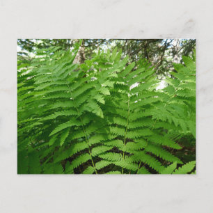 Carte Postale Fern Fronds IV Nature verte Botanique