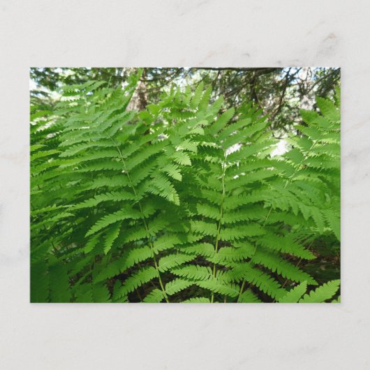 Carte Postale Fern Fronds IV Nature verte Botanique (Devant)