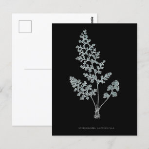 Carte Postale Fern - Gymnogramma Leptophylla - Effet de rayons X