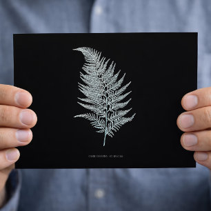 Carte Postale Fern - Gymnogramma Ochracea - Effet rayons X - 02