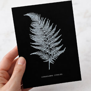 Carte Postale Fern - Gymnogramma Ochracea - Effet rayons X - 02