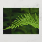 Carte postale Fern P6597 (Devant)