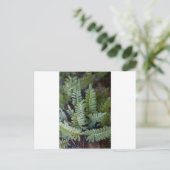 Carte Postale Ferne de résurrection - Polypodium polypodioides (Debout devant)