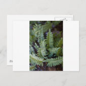 Carte Postale Ferne de résurrection - Polypodium polypodioides (Devant / Derrière)