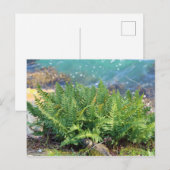 Carte Postale Ferne près de la mer (Devant / Derrière)