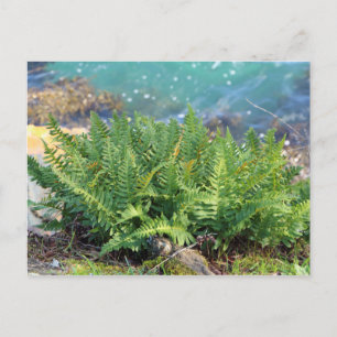 Carte Postale Ferne près de la mer