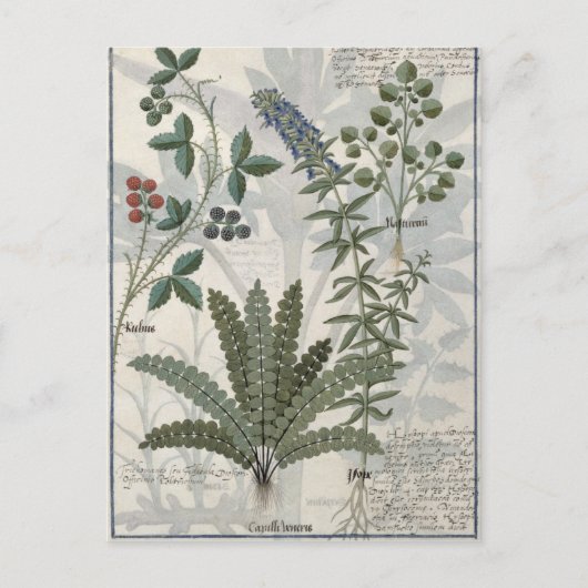 Carte Postale Ferns, Brambles et Fleurs (Devant)