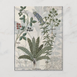 Carte Postale Ferns, Brambles et Fleurs