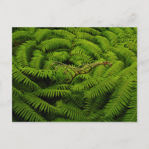 Carte Postale Ferns - Photographie d'Art