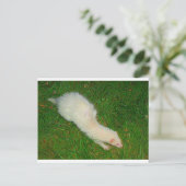 Carte Postale Ferret (Debout devant)