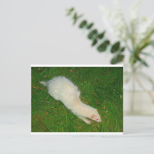 Carte Postale Ferret (Debout devant)