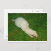 Carte Postale Ferret (Devant / Derrière)