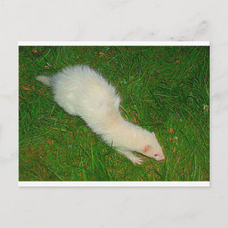 Carte Postale Ferret