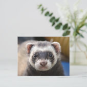 Carte Postale Ferret (Debout devant)