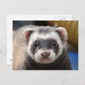 Carte Postale Ferret (Devant / Derrière)