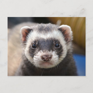 Carte Postale Ferret