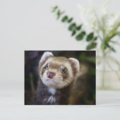 Carte Postale Ferret (Debout devant)