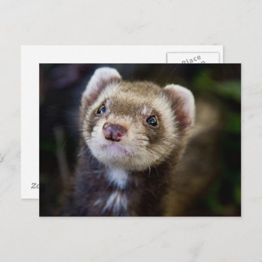 Carte Postale Ferret (Devant / Derrière)