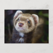 Carte Postale Ferret (Devant)