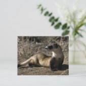 Carte Postale Ferret (Debout devant)