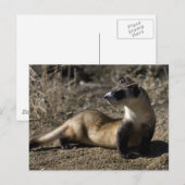 Carte Postale Ferret (Devant / Derrière)