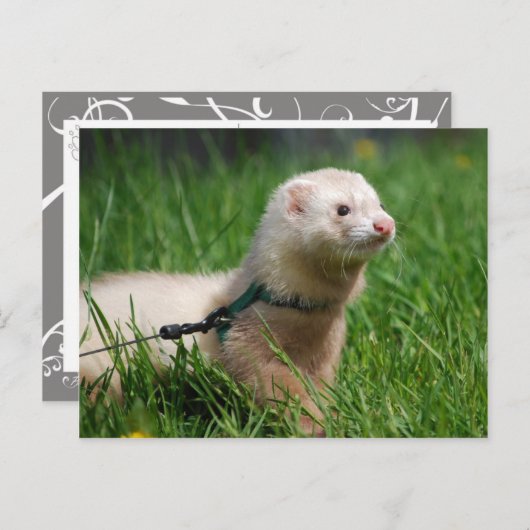 Carte Postale Ferret 1 (Devant / Derrière)