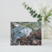 Carte Postale Ferret 2 (Debout devant)