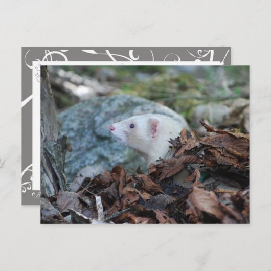 Carte Postale Ferret 2 (Devant / Derrière)