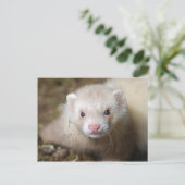 Carte Postale Ferret 3 (Debout devant)