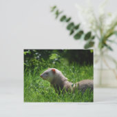 Carte Postale Ferret 5 (Debout devant)
