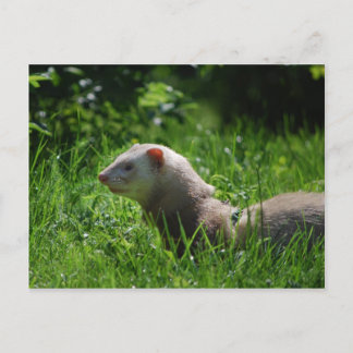Carte Postale Ferret 5