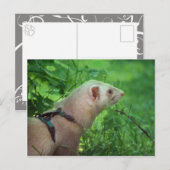 Carte Postale Ferret 6 (Devant / Derrière)