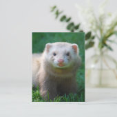 Carte Postale Ferret 7 (Debout devant)