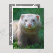Carte Postale Ferret 7 (Devant / Derrière)