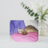Carte Postale Ferret 8 (Debout devant)