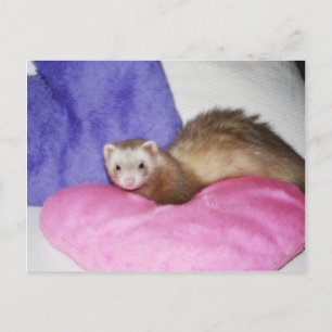 Carte Postale Ferret 8