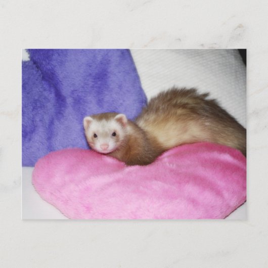 Carte Postale Ferret 8 (Devant)
