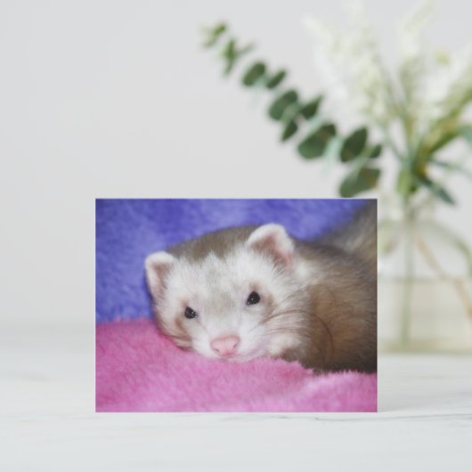 Carte Postale Ferret 9 (Debout devant)