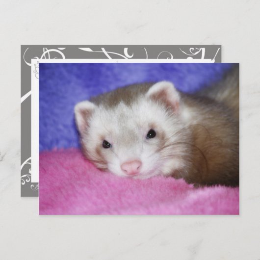 Carte Postale Ferret 9 (Devant / Derrière)