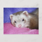 Carte Postale Ferret 9 (Devant)