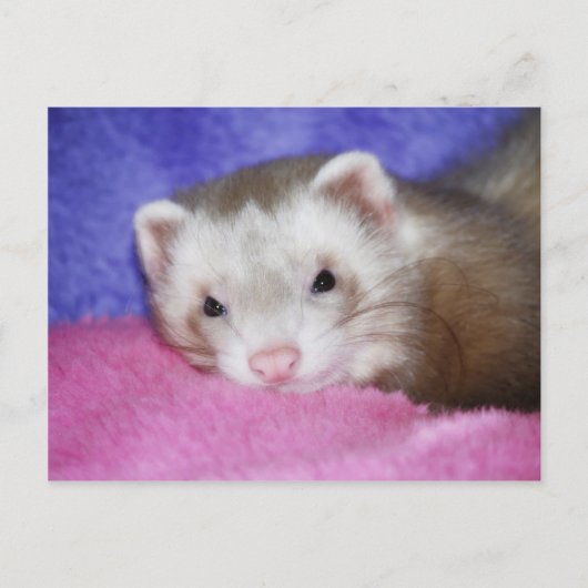 Carte Postale Ferret 9 (Devant)