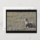 Carte Postale Ferret à pied noir (Devant / Derrière)