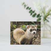 Carte Postale Ferret à pied noir (Debout devant)