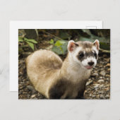 Carte Postale Ferret à pied noir (Devant / Derrière)