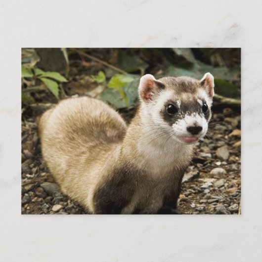 Carte Postale Ferret à pied noir (Devant)