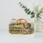 Carte Postale Ferret à pieds noirs (Debout devant)