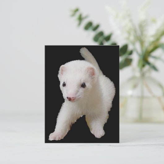 Carte Postale Ferret Bébé Blanc (Debout devant)