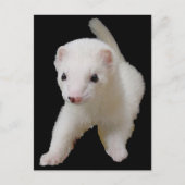 Carte Postale Ferret Bébé Blanc (Devant)