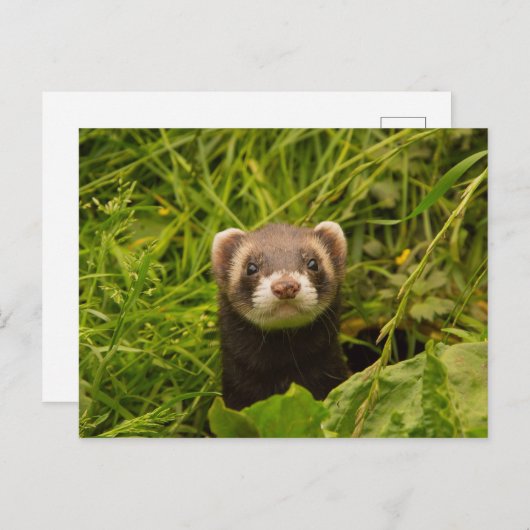 Carte Postale Ferret Brown dans l'herbe (Devant / Derrière)