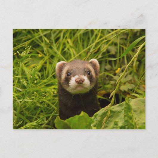Carte Postale Ferret Brown dans l'herbe (Devant)
